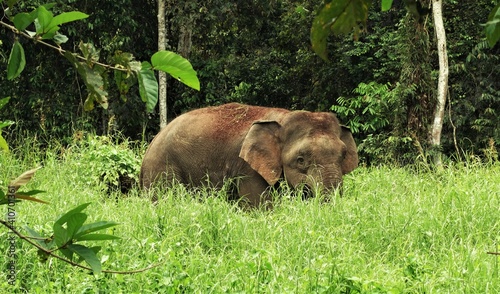 Large bull pygmy elephant