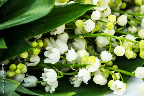 Lily of the valley is a species of herbaceous, perennial plant. It is also called May bells, Our Lady's tears, and Mary's tears. photo