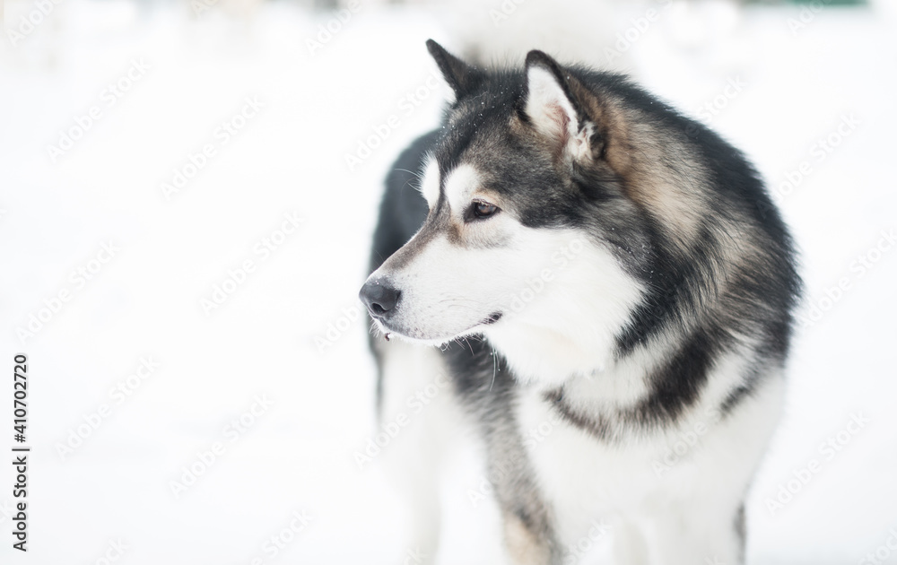 Young alaskan malamute looking back, standing in snow. Dog winter.