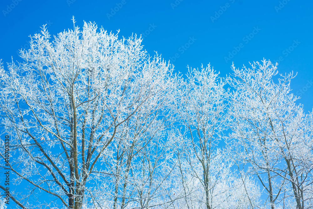 Winter. White. Snow. Cold. Ice. Blue sky. Postcard. 20