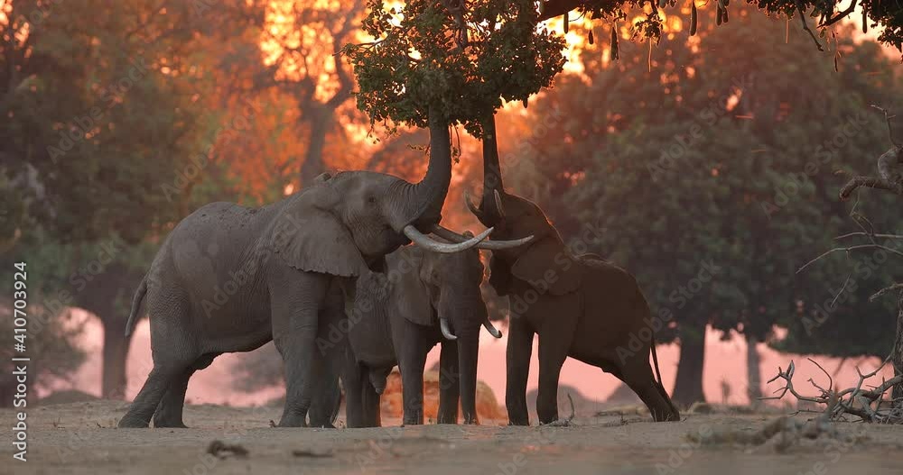 Elephant feeding tree branch. Elephant at Mana Pools NP, Zimbabwe in Africa. Big animal in the old forest. evening light, sun set. Magic wildlife scene in nature. 