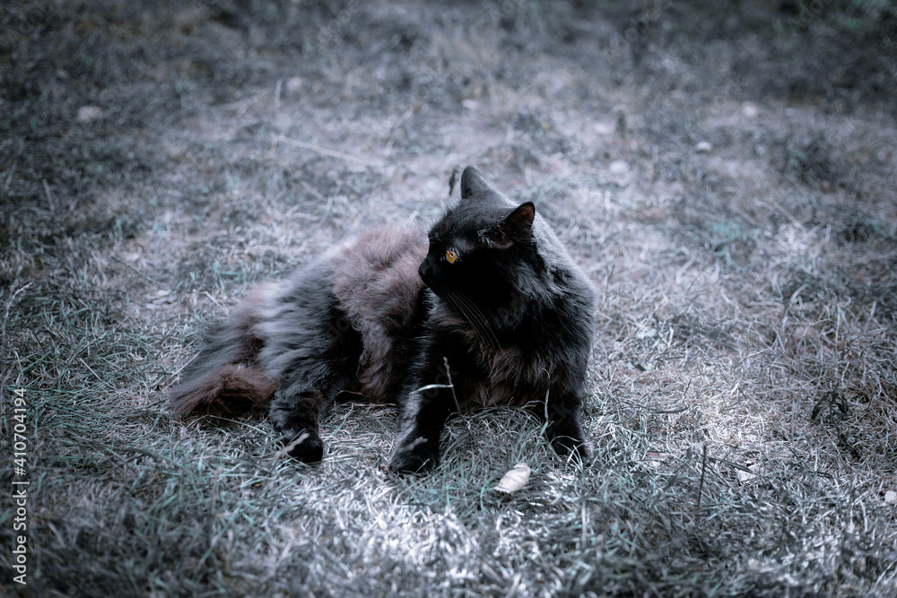 Naklejka premium Black cat lying in dry grass. Black cat with bright yellow eyes