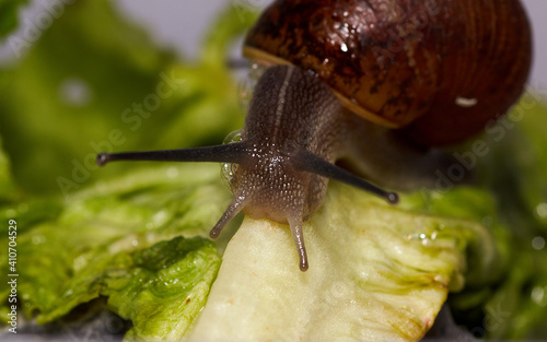 Common garden snail crawling on green moss outdoors, closeup