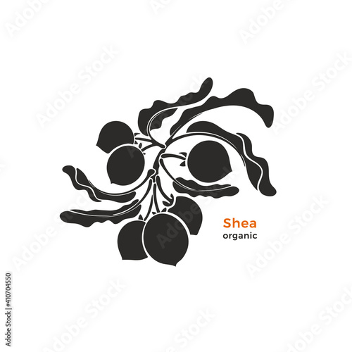 Shea branch. Vector silhouette of nuts, bio butter