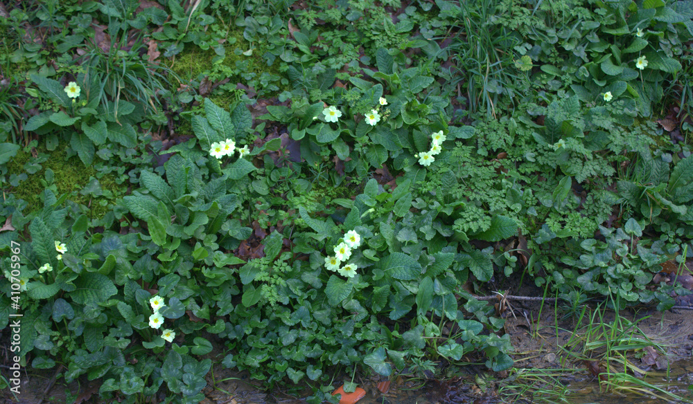 primevère ;plante au printemps dans la nature en forêt primevère ;plante au printemps dans la nature en forêt