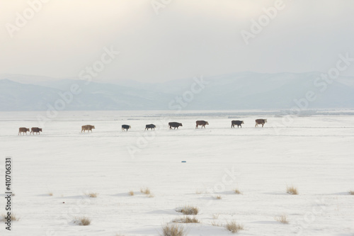 Landscape with snow and a herd of cows tiredly walking home on the snowy steppe 
