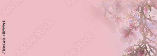 Magnolia blossoms in soft c...