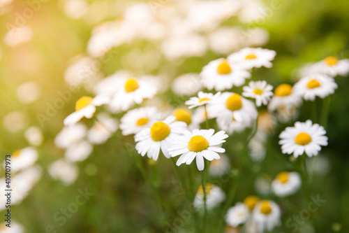 Meadow with blooming daisies in summer. The texture of chamomile field. © Tatiana Nurieva