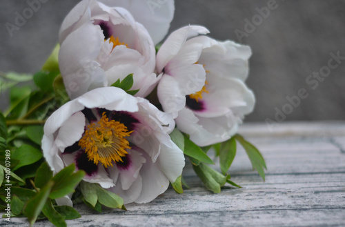 spring flowers on wooden background. Space for text, flat lay photo