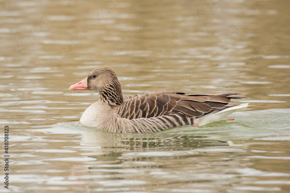 Greylag goose (Anser anser) large goose in the waterfowl family Anatidae, geese. It has mottled and barred grey and white plumage and an orange beak and pink legs. A large waterbird of wetland habitat Greylag goose (Anser anser) large goose in the waterfowl family Anatidae, geese. It has mottled and barred grey and white plumage and an orange beak and pink legs. A large waterbird of wetland habitat