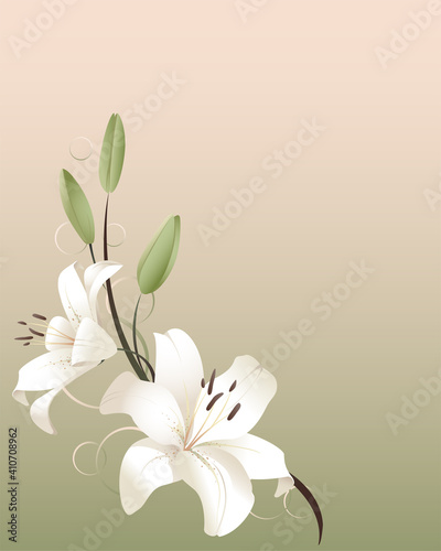 Two white lilies & buds on a warm spring background, Plenty of copyspace.
