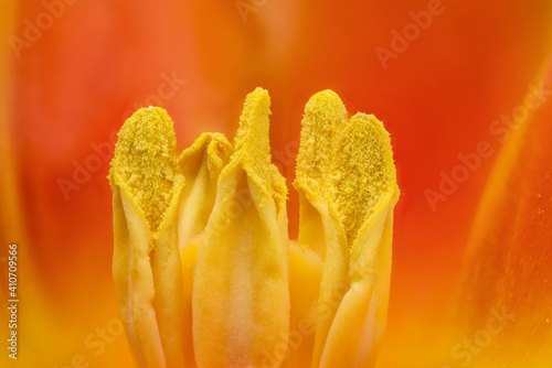 extreme close up of stamens inside a yellow, red, tulip flower in bloom