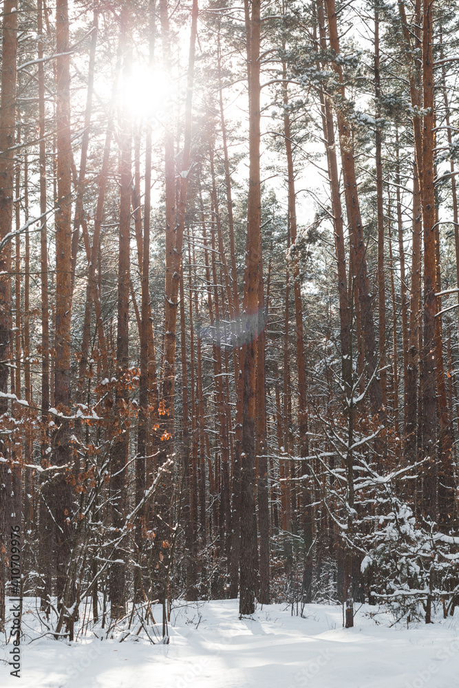 snowstorm in a pine forest on a sunset background snowstorm in a pine forest on a sunset background