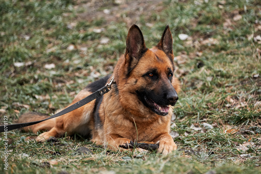 Walk with dog in fresh air. Portrait of black and red German Shepherd. German Shepherd dog lies on green lawn in park and holds tree stick between its front paws.