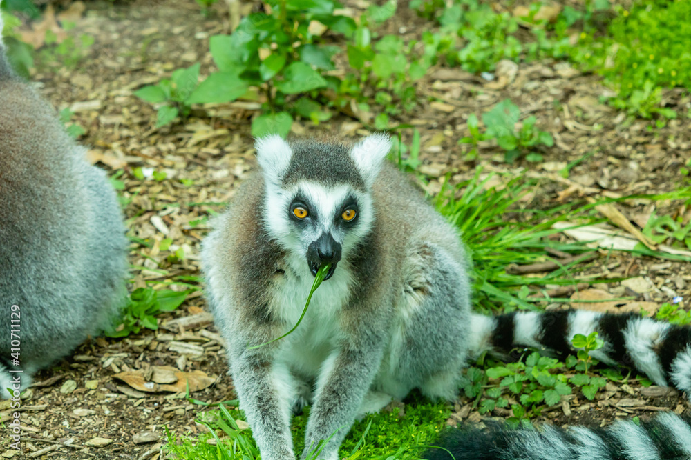 Fototapeta premium Ring tailled Lemur with grass in it's mounth. Auckland Zoo, Auckland, New Zealand