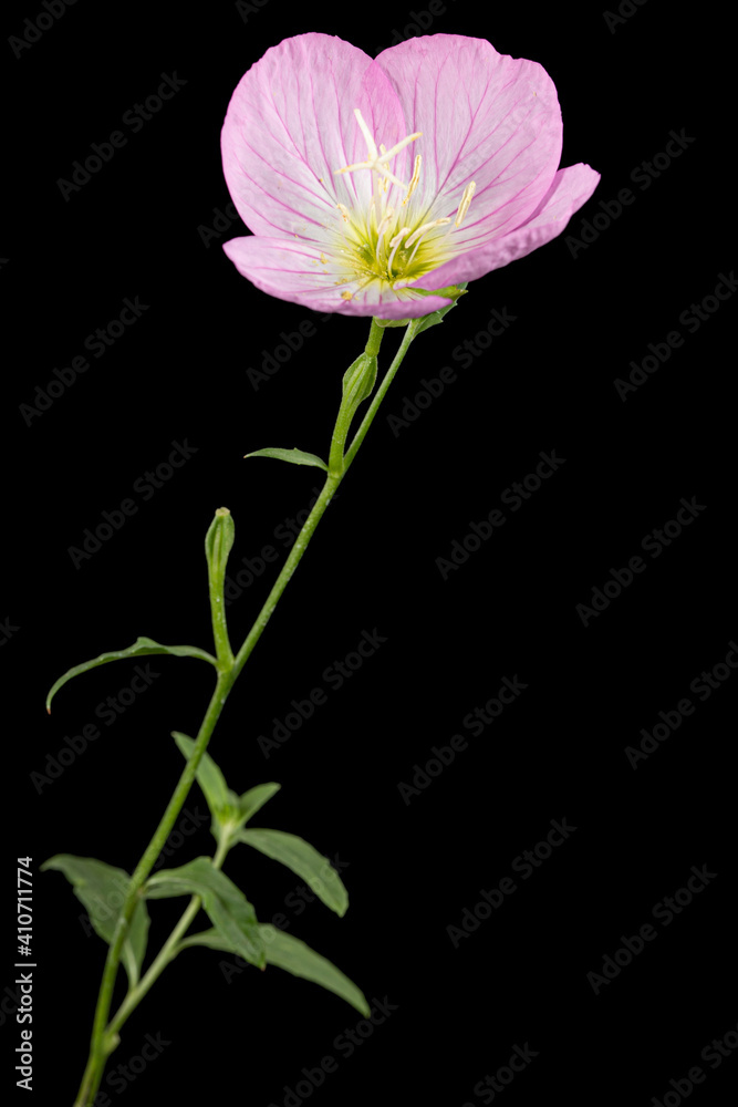 Pink flower of Oenothera, isolated on black background Pink flower of Oenothera, isolated on black background