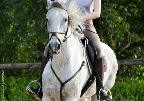 White racing horse with jockey girl in nature