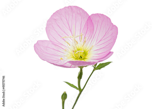 Pink flower of Oenothera, isolated on white background