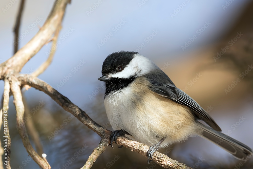 Obraz premium Close Up of a Black Capped Chickadee Perched on a Tree Branch