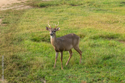 Young deer coming out of the jungle