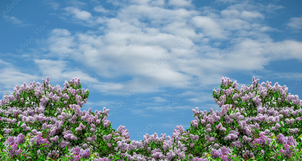 Spring background with blossoming lush lilac bush on blue sky with white clouds background, space for text. Branches with purple flowers and green leaves - wide panoramic border Spring background with blossoming lush lilac bush on blue sky with white clouds background, space for text. Branches with purple flowers and green leaves - wide panoramic border