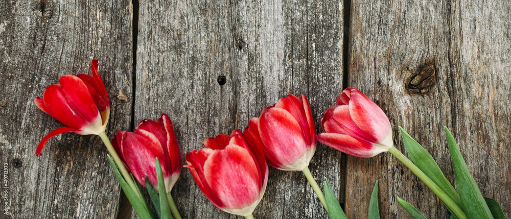 tulips on a light background