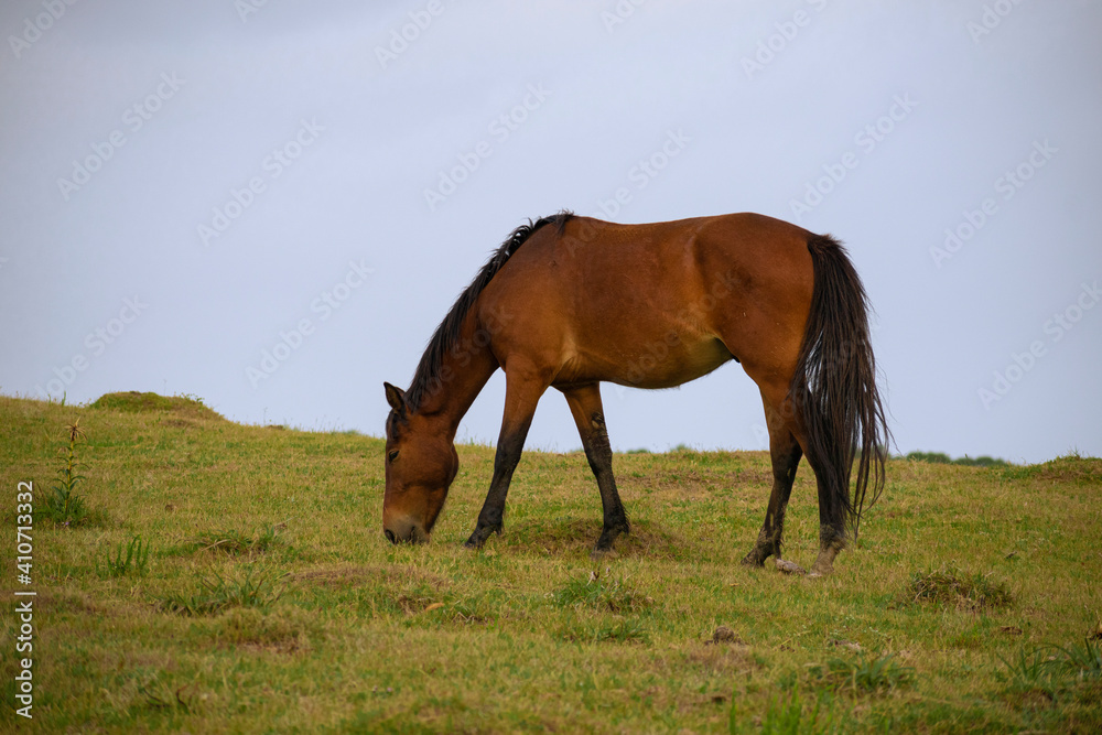 Caballo en el campo comiendo pasto Caballo en el campo comiendo pasto