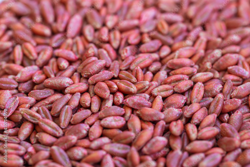 Wheat seeds, cereal seeds with red seed dressing or seed treatment Wheat seeds, cereal seeds with red seed dressing or seed treatment