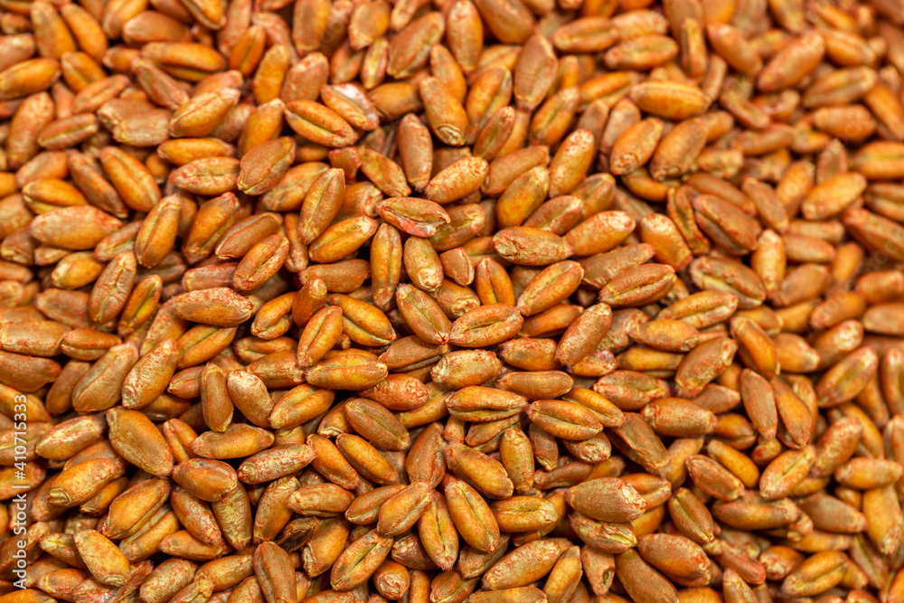 Wheat seeds, cereal seeds with red seed dressing or seed treatment Wheat seeds, cereal seeds with red seed dressing or seed treatment