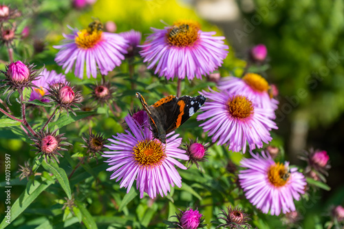 A tortoiseshell butterfly sits on a pink flower of an autumn aster.