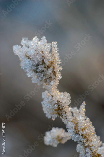 frost on flower