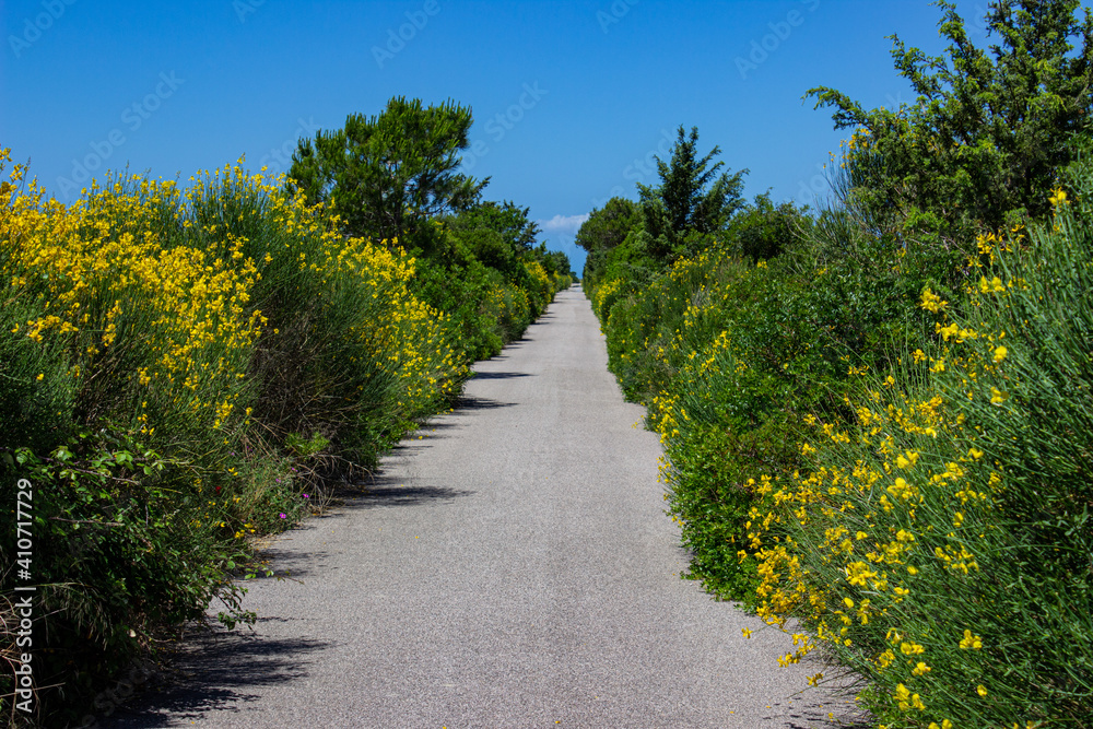 Travel summer landscape. Gray road in the middle of the yellow bushes flowing towards the blue sky. Hot and vibrant day. Ulcellina Park, Tuscany, Italy