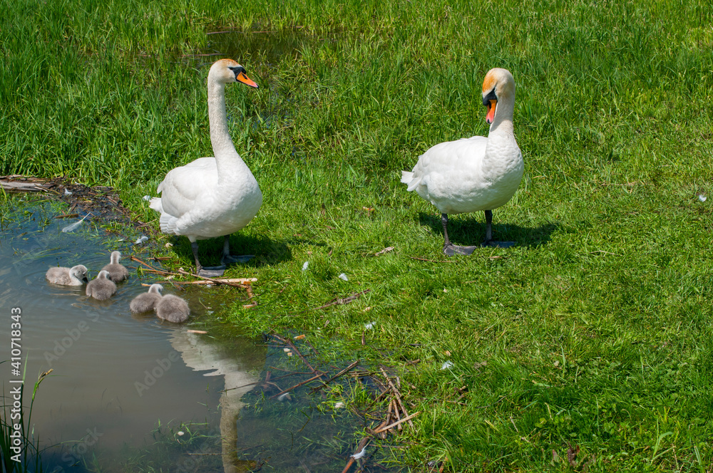 Obraz premium pair of swans with little swans