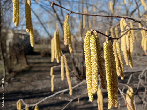 Flowers of hazel shrub. Spring awakening. Spring motif . The male kitten blossoms of the hazelnut shrub shoot from the twigs. Light brown catkins of hazel tree against blurry bright background.