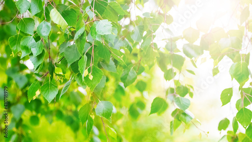Birch branches with fresh green leaves in bright sunlight