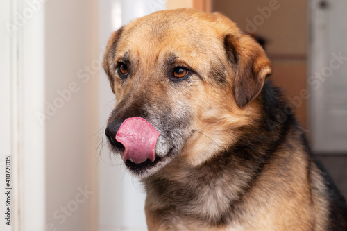 Close-up of a dog licking its snout with its tongue