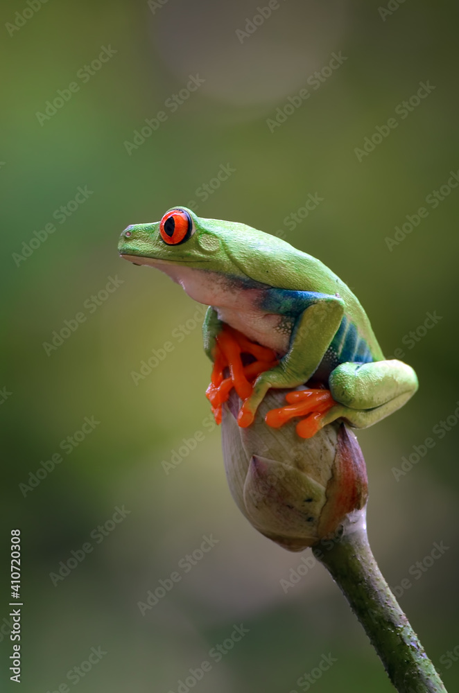 Red-eyed tree frog perched on lotus flowers - obrazy, fototapety, plakaty 