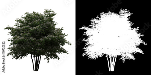 Left view of Viburnum Plicatum Tree. PNG with alpha channel to cutout. Made from 3D model for compositing. photo
