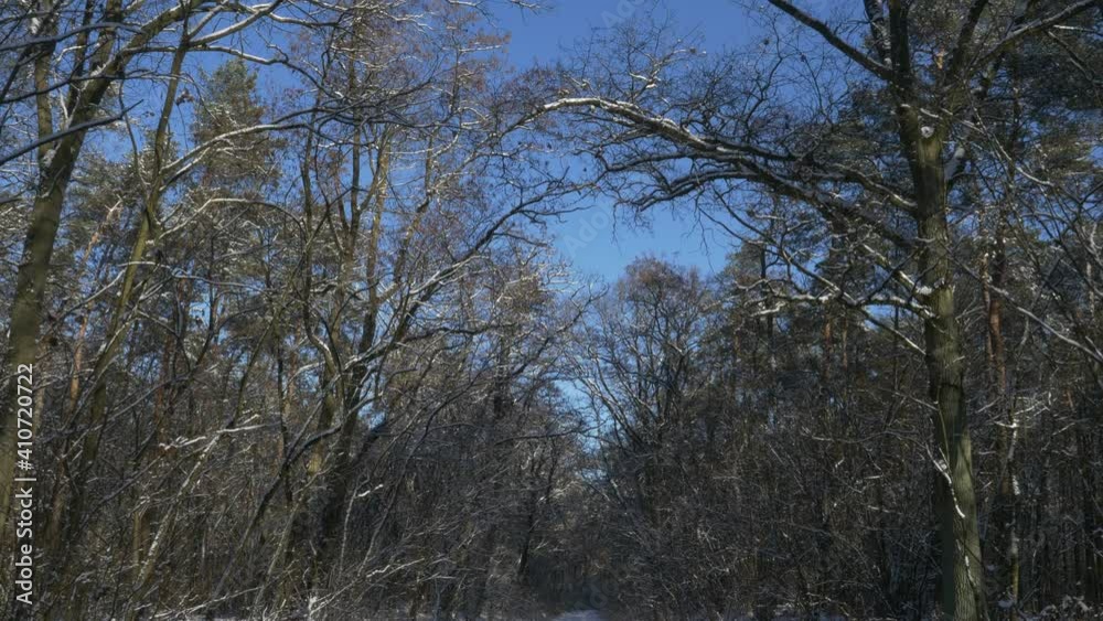 Tree branches covered with snow and a forest road on a sunny day with a blue sky Tree branches covered with snow and a forest road on a sunny day with a blue sky