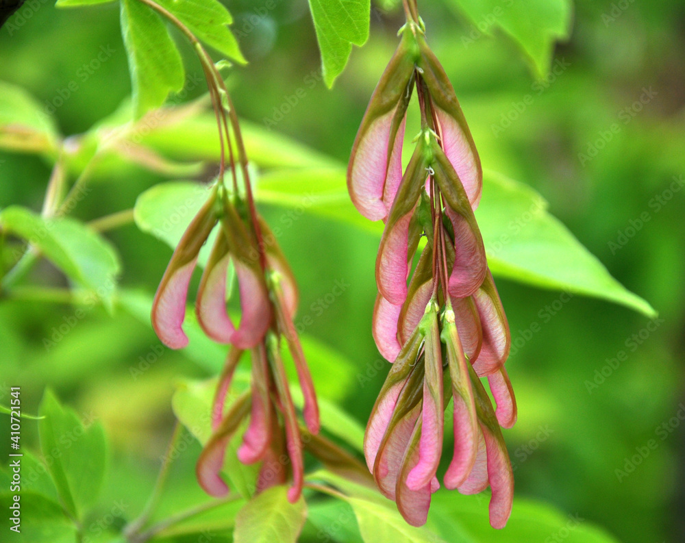 Obraz premium Maple (Acer negundo) grows in nature