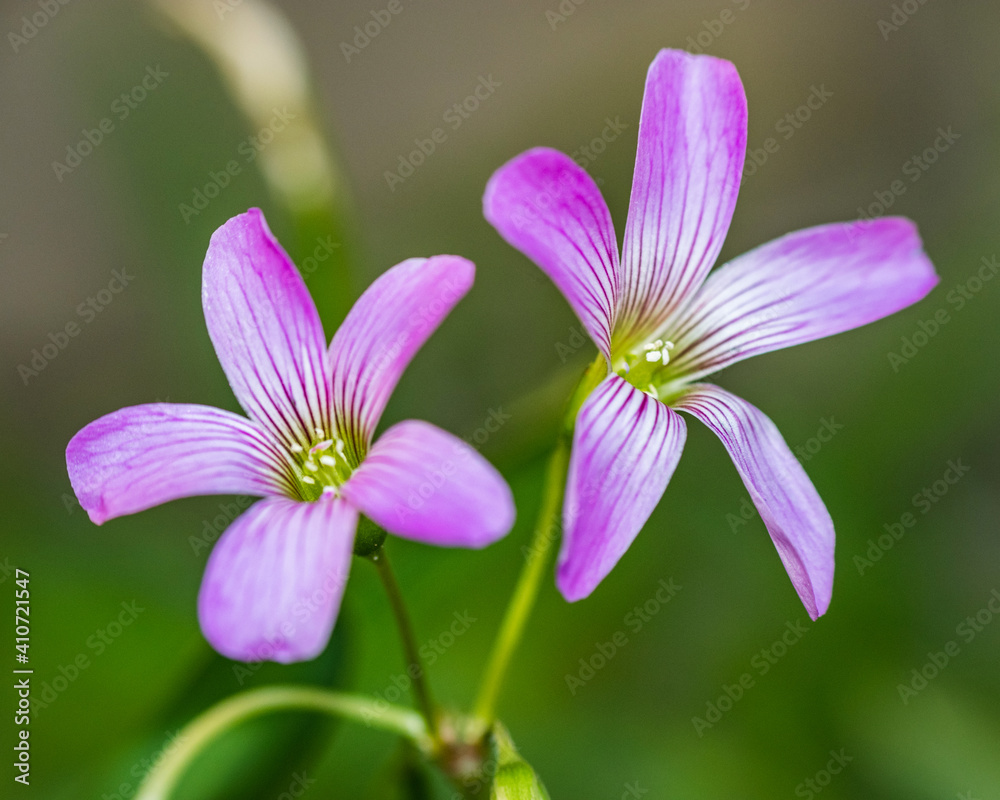 Purple flowers upclose 2 two