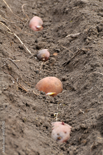 Seed potatoes are planted in rows in the soil before wrapping