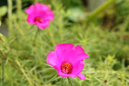 Moss-rose purslane  Onze-horas  flower - pink color