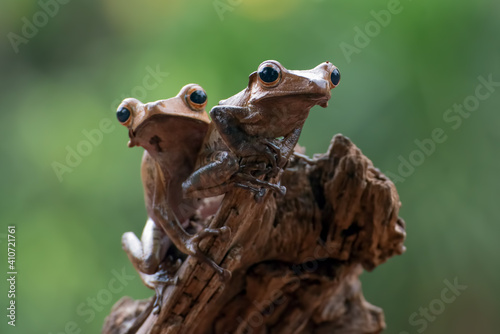 a pair of eared tree frog on a tree stump