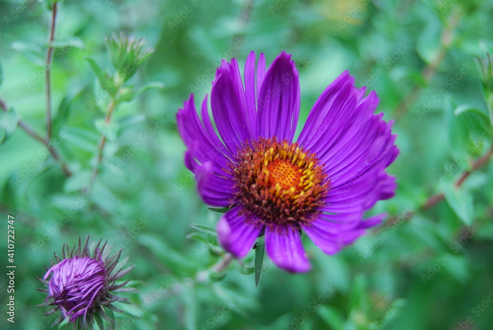 Obraz premium violette Blume