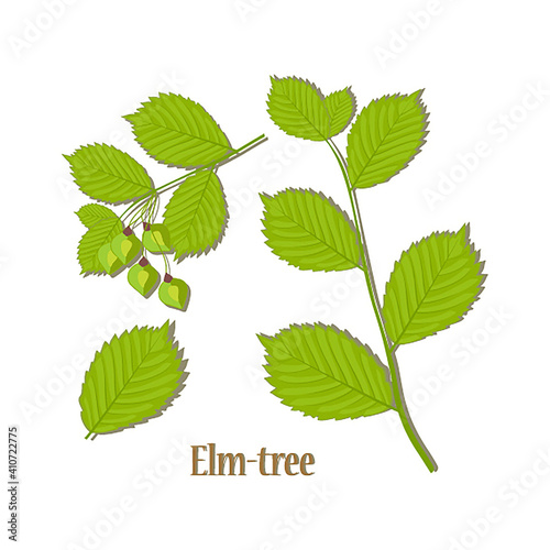 illustration elm.