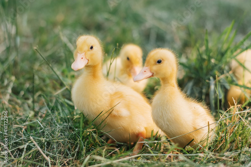 Group little yellow ducklings walk in the tall green grass © alina_kostrytsia