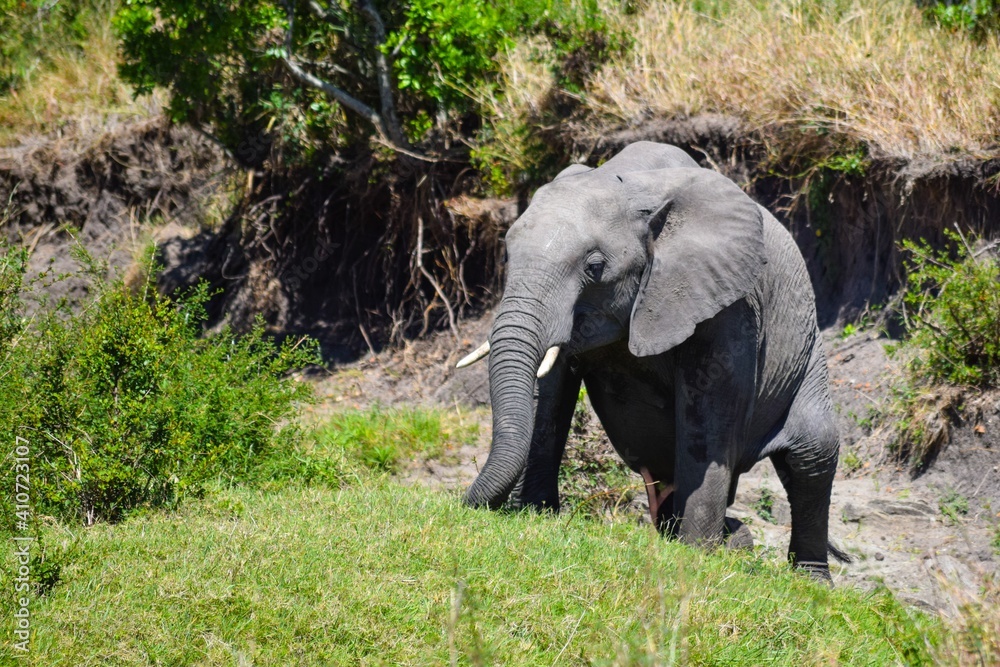young elephant in maasai mara park