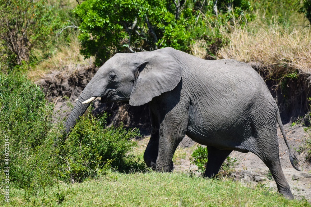 young elephant in maasai mara park