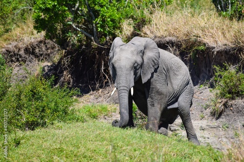 young elephant in maasai mara park